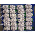 Différentes tailles Normal White Garlic New Crop 2019